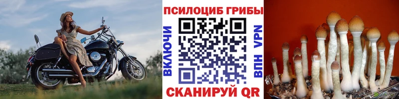 купить наркотики сайты  ОМГ ОМГ ссылки  Псилоцибиновые грибы Psilocybe  Калуга 